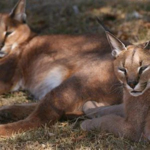 Caracal at Zanchieta