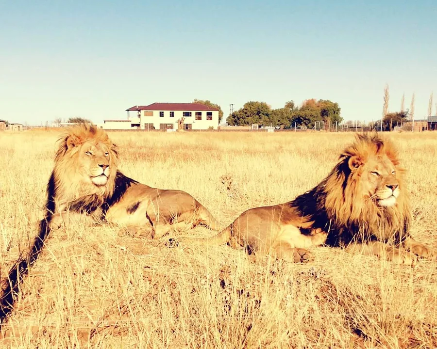 Lions resting at Zanchieta
