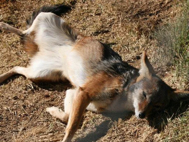 Jackal at Zanchieta