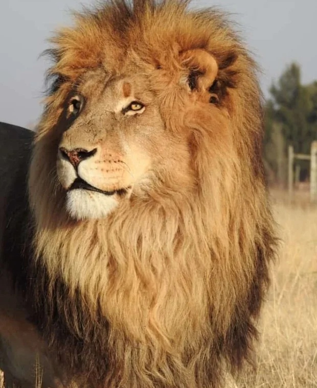 Lion at Zanchieta