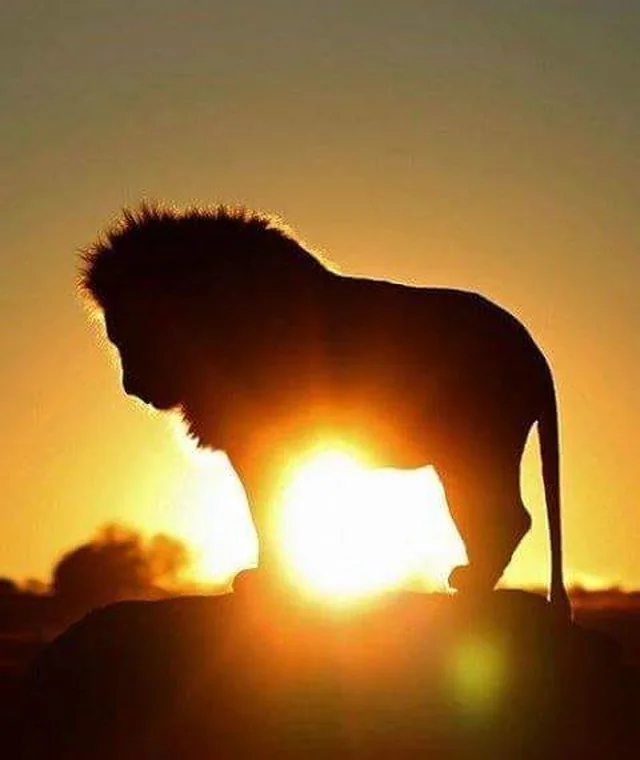 Lion silhouette at sunset