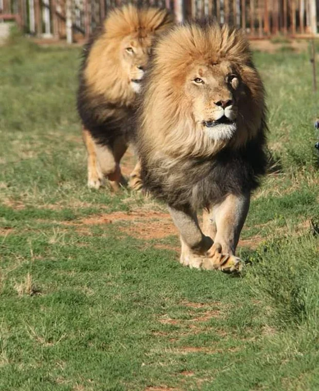 Lion at Zanchieta