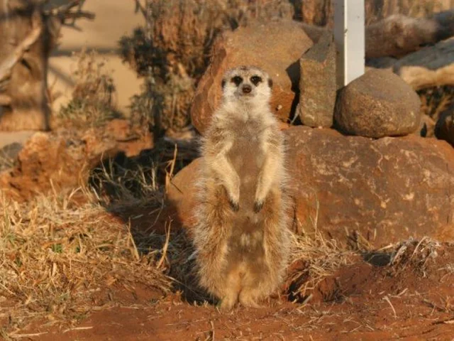 Small animal at Zanchieta