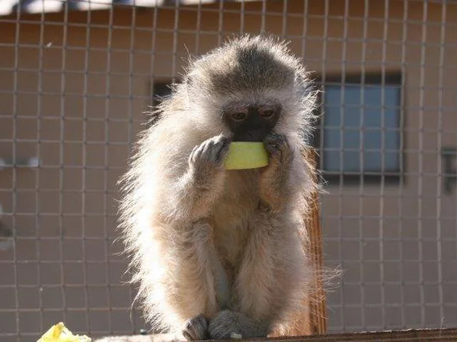 Monkey at Zanchieta