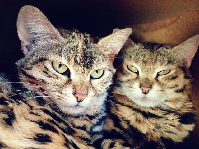 Small cats at Zanchieta