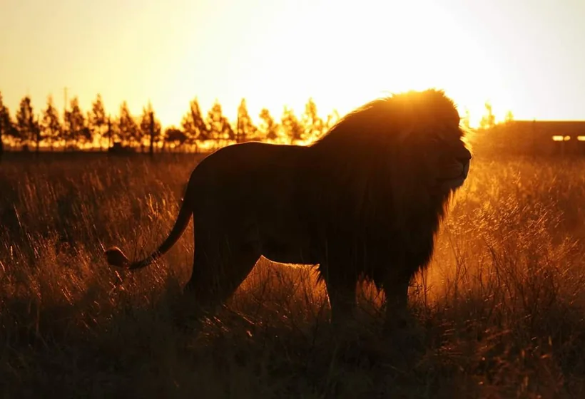 Lion silhouette at sunset