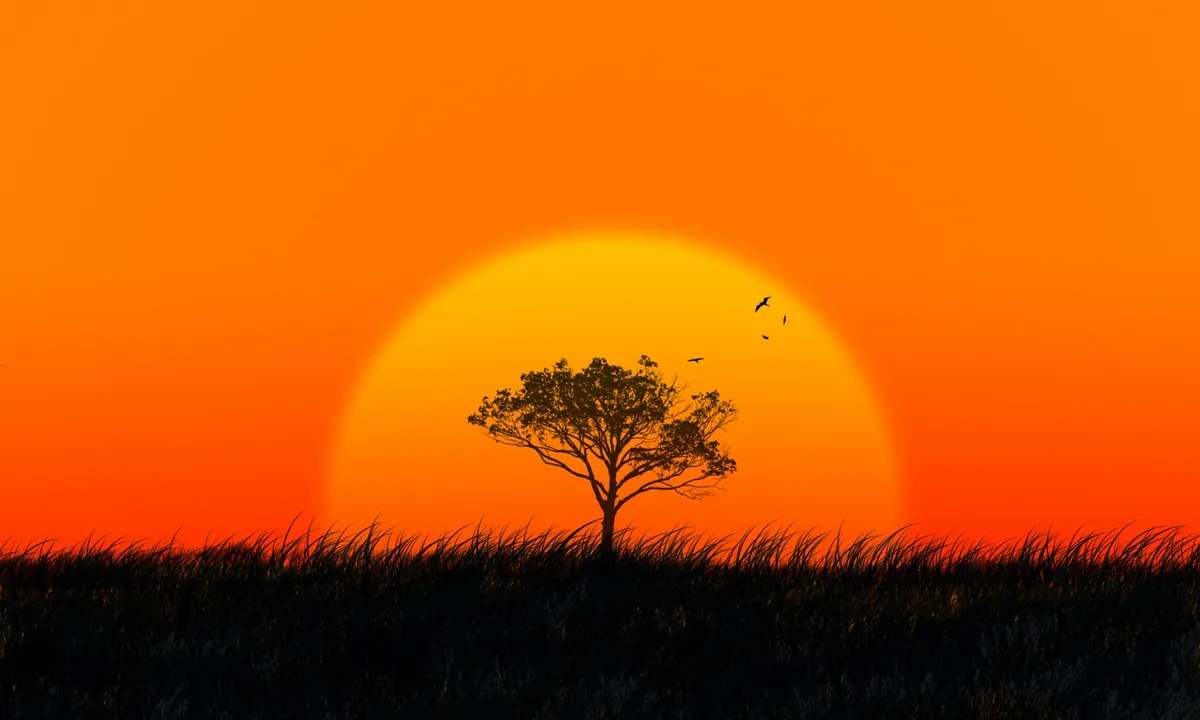 African bush sunset